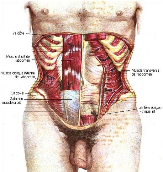 Анатомия живота мужчины. Мышцы живота. Мышцы живота анатомия. Строение органов живота.
