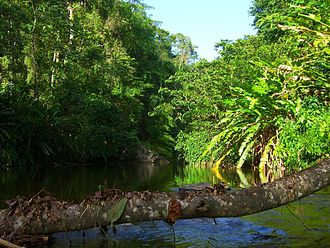 Grande Rivere Grande Riviere Trinidad.jpg