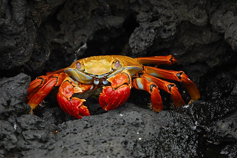 File:Grapsus grapsus Galapagos Islands.jpg