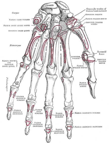 Gray's Anatomy