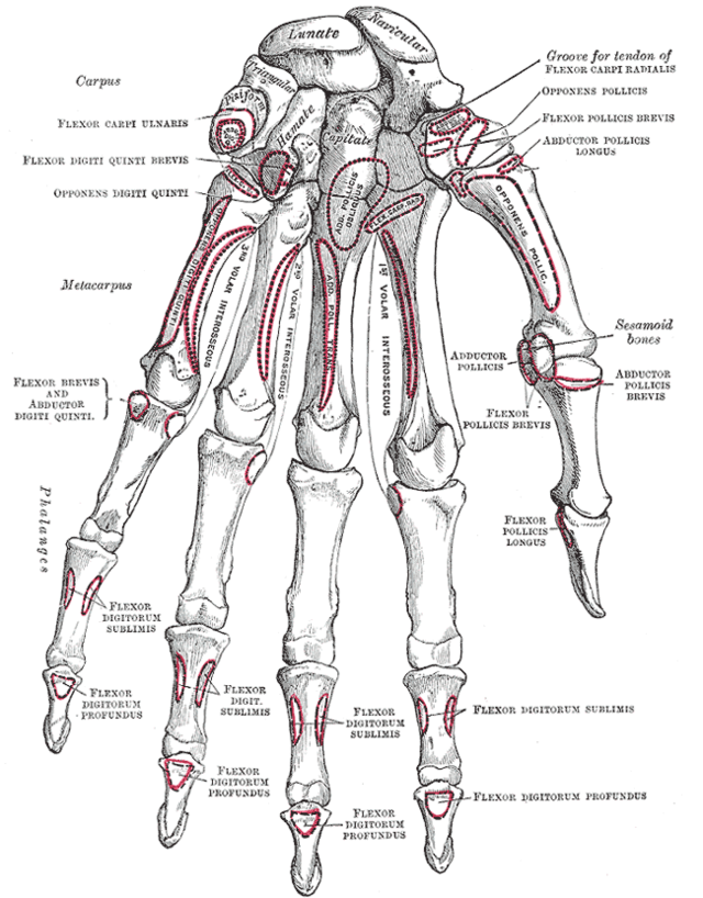 グレイ解剖学 - Wikipedia