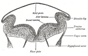 Nucleus solitarius için küçük resim