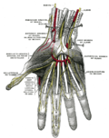 Thumbnail for Muscular branches of the radial nerve