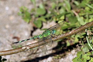 <i>Erythemis vesiculosa</i> Species of dragonfly