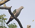 Green Imperial-Pigeon (Ducula aenea) 3.jpg