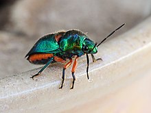 Permata Hijau Bug 8832.jpg