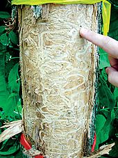 What is an effective treatment for ash borer infestation?