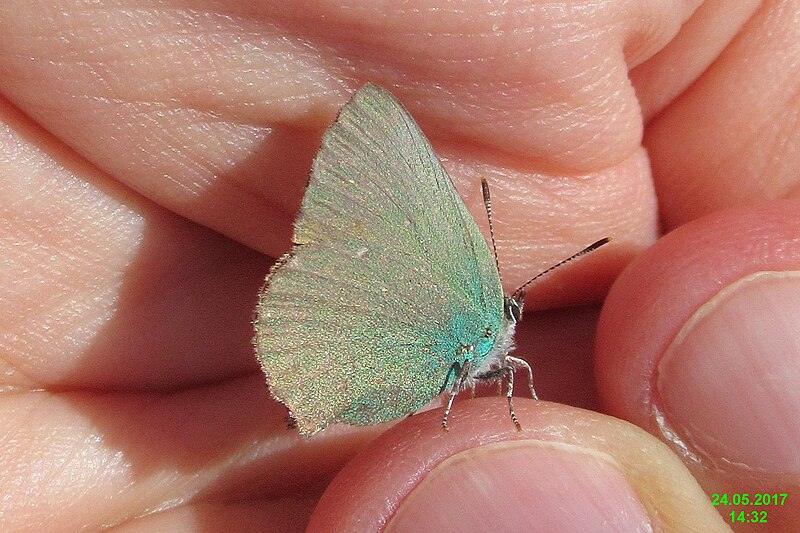 File:Green hairstreak (Vol) (35770245621).jpg