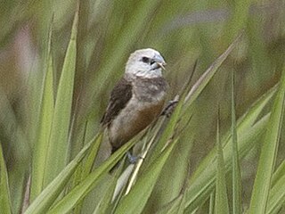 <span class="mw-page-title-main">Grey-banded mannikin</span> Species of bird