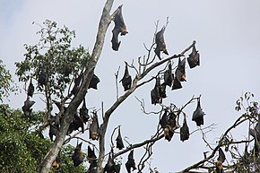 Group of megabats roosting Group flying dogs hanging in tree Sri Lanka.JPG