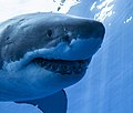 Guadalupe Island Great White Shark Face On.jpg