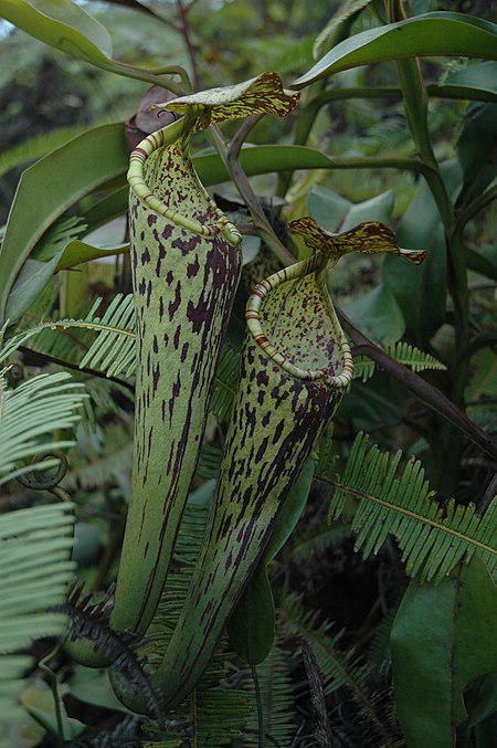 Nepenthes_stenophylla