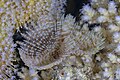 * Nomination Feather duster worm (Sabellastarte spectabilis), Red Sea, Egypt --Poco a poco 18:39, 3 August 2023 (UTC) * Promotion  Support Good quality. --Mike Peel 18:59, 3 August 2023 (UTC)