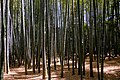 Δάσος με μπαμπού στο Χόκοκου-τζι
