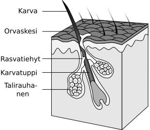 File:Hair follicle-fi.svg