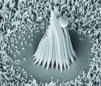 A hair cell from a frog sacculus. Haircell frog sacculus.jpg