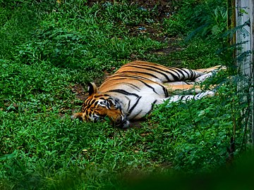 Harimau Sumatera (Sumatran Tiger).jpg
