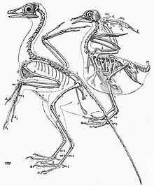Heilmann's comparative illustration of the skeletal anatomy of Archaeopteryx and a modern pigeon Heilmann fig23.jpg