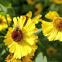 Helenium autumnale