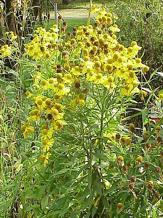 <i>Helenium</i> Genus of flowering plants in the daisy family Asteraceae