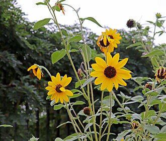 Helianthus argophyllus 'Gold and Silver' Helianthus argophyllus 'Gold and Silver' IMG 0776.jpg