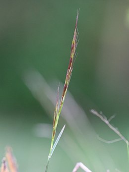 Pievinė poavižė (Helictotrichon pratense)