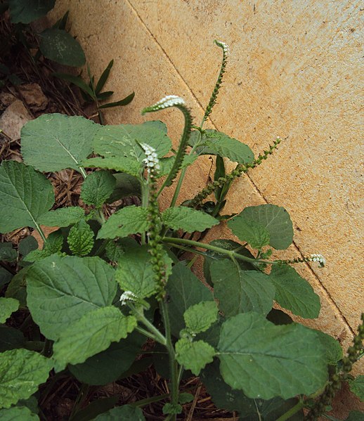 File:Heliotropium indicum 04.JPG