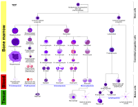 Hematopoiesis (human) diagram en.svg