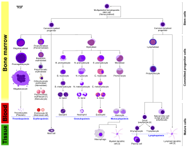 Hematopoiesis in the adult human