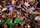 Hepatica nobilis (Leberblümchen) [A]