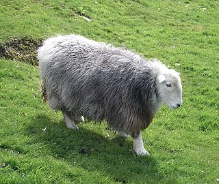 Herdwick Breed of sheep