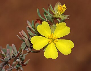 <i>Hibbertia glomerata</i> Species of flowering plant