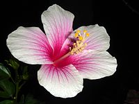 Hibiscus rosa-sinensis white-pink.jpg