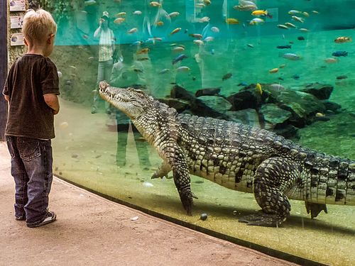 Crocodile and child in the Hippodrome at the Cologne Zoo