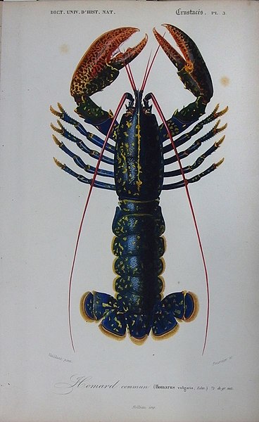 File:Homarus gammarus - Illustration.jpg