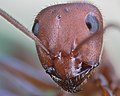 Hormiga roja de la madera (Formica rufa), Hartelholz, Múnich, Alemania, 2020-06-28, DD 72-83 FS.jpg