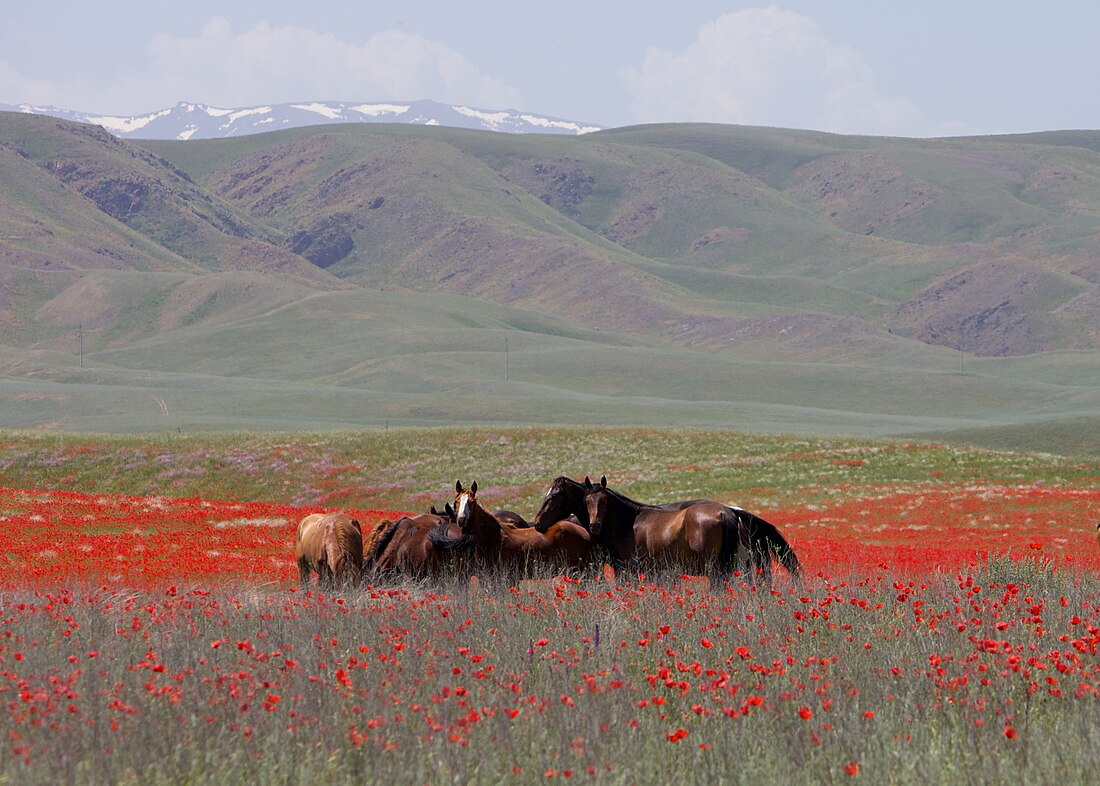 Cheval au Kazakhstan