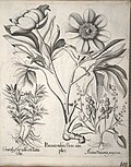 Miniatuur voor Bestand:Hortus Eystettensis, 1640 (BHL 45339 119) - Classis Verna 108.jpg