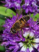 Eristalis tenax (Syrphidae)