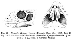 Howesia browni.jpg