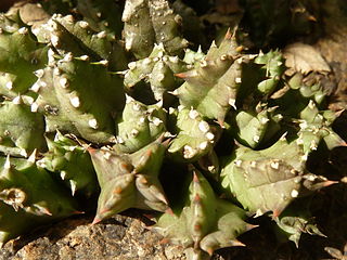 <i>Huernia hystrix</i> Species of plant in the genus Huernia