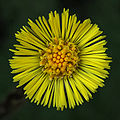 * Nomination Coltsfoot (Tussilago farfara) --Richard Bartz 23:39, 25 March 2008 (UTC) * Promotion Looks sharp and in focus, though a tad on the dark side. --Thisisbossi 01:03, 26 March 2008 (UTC)