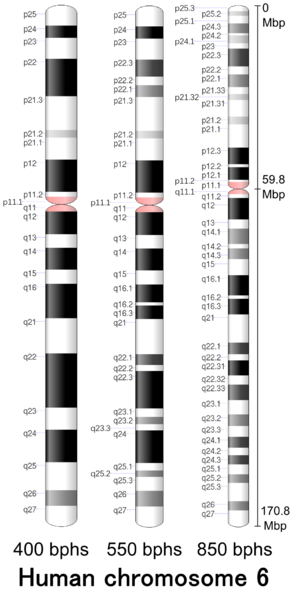 File:Human chromosome 06 - 400 550 850 bphs.png