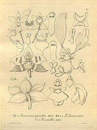 plate 216 I. Huntleya apiculata (as syn. Batemannia apiculata), II. Huntleya gustavii (as syn. Batemannia gustavii), III. Batemannia armillata
