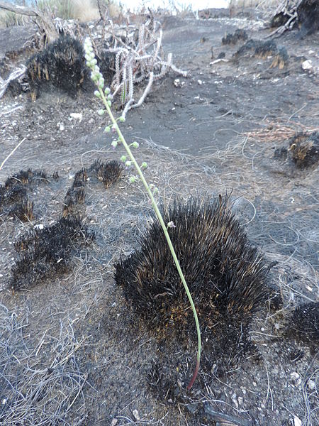 File:Hyacinthaceae - Mount Ribaue 3 (22431028126).jpg