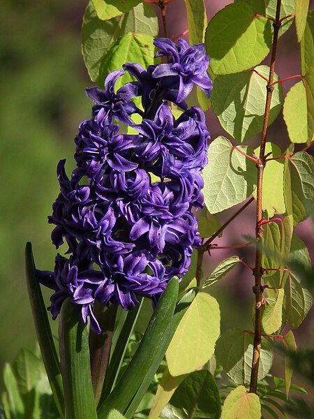 File:Hyacinthus orientalis 'Isabelle' 2014.JPG