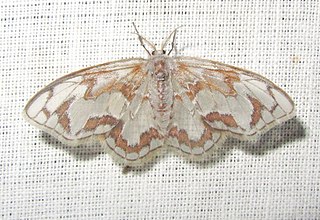 <i>Auzatellodes hyalinata</i> Species of hook-tip moth