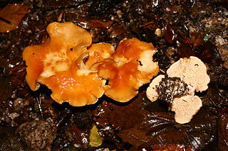 <i>Hydnum rufescens</i> Species of fungus