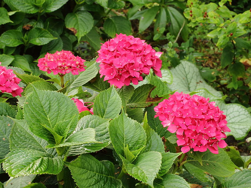 File:Hydrangea macrophylla 05.JPG