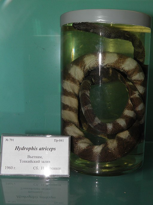 Hydrophis atriceps